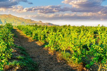 Obraz premium beautiful green sunset garden with rows of young fruit trees in agricutlure farm field during sunset with amazing cloudy sky on background