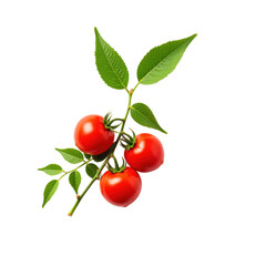 A branch of ripe cherry tomatoes with green leaves, isolated on a transparent background.