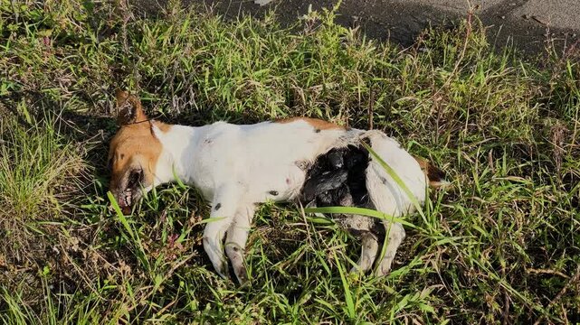 A dead dog lies on the grass and corpse flies crawl on it