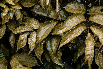 Glistening Leaves After a Gentle Rainfall. Serene Raindrops on Lush brown Leaves. Morning Dew on Jungle Leaves