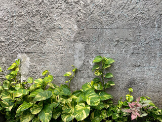 Philodendron plants climb on a rough gray kamprot cement wall. Philodendron is a plant that is often found in tropical forests such as in Indonesia. empty area for natural theme design