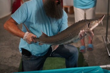 Hands of male farmer holding large sturgeon raised on sturgeon farm and showing fish to visitors as industrial tourism concept