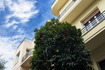 Tangerine tree with fruits on the background of the upper floor of a house with semicircular balconies and blue sky