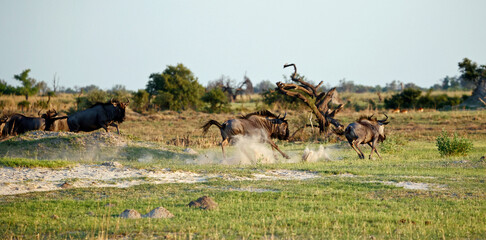 Blue wildebeest on the plains of Africa