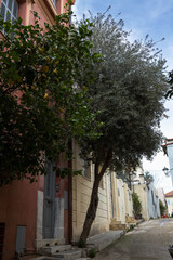 Lemon and olive trees grow on the street at the entrance to an apartment building in Athens