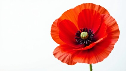 Close-up of red poppy flower on white background, white background, nature