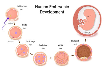 Diagram of early human embryonic development. Human embryogenesis. Fertilization, Zygote, 2-cell, 8-cell, Morula, Blastocyst and Embyo.