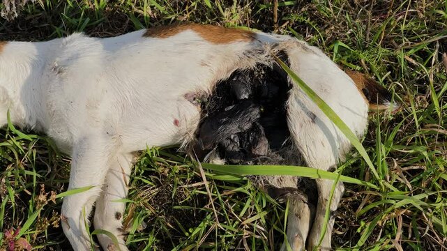 A dead dog lies on the grass and corpse flies crawl on it