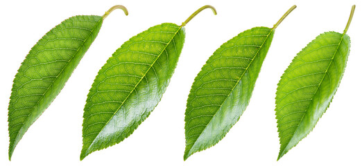 Cherry leaf isolated png. Sour cherry leaf on white or transparent background. Flat lay cherries leaves no background. Top view cherry leaves collection. Full depth of field.