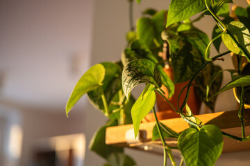 Houseplant Scindapsus pictus Exotica in clay pot on wooden shelf at home. Climbing Satin Pothos and Epipremnum plant illuminated by sunlight. Selective soft focus.