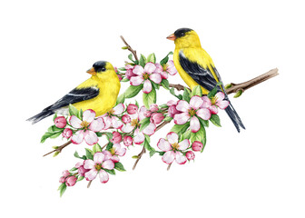 Goldfinch bird couple in springtime blooming flowers watercolor illustration. Hand drawn beautiful birds with lush apple tree spring blossoms. Yellow goldfinches perched on a branch, white background