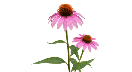 Isolated Purple Coneflower Echinacea on White