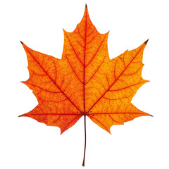 Obraz premium autumn maple leaf isolated on transparent or white background, png 