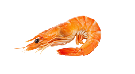 Isolated Shrimp