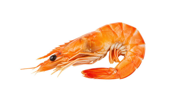 Isolated Shrimp