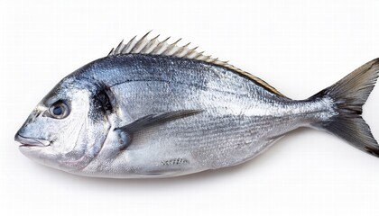 fresh fish on white background