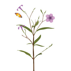 Minnieroot flowers with branch and green leaves have butterfly beside isolated graphic illustration.