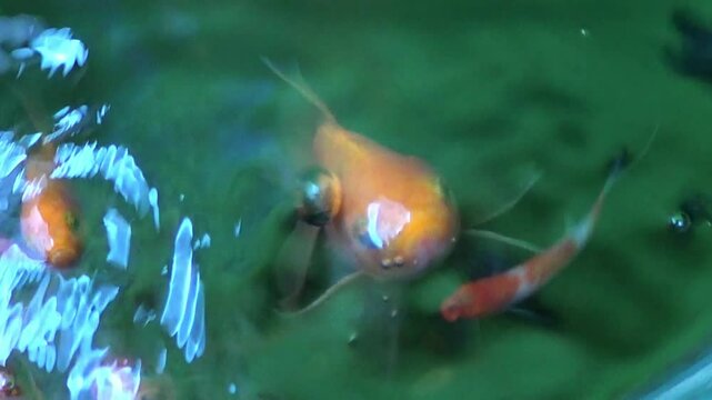 goldfish swimming looking for food with other types of fish. Chinese people say it can bring good luck