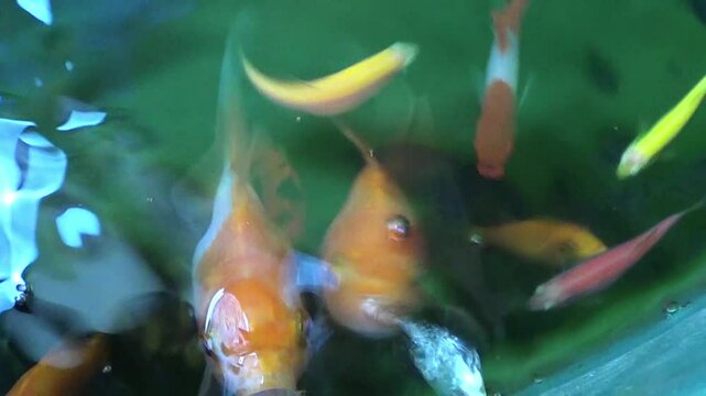 goldfish swimming looking for food with other types of fish