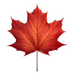 Obraz premium Isolated autumn maple leaf red foliage seasonal fall nature plant canada symbol icon transparent background