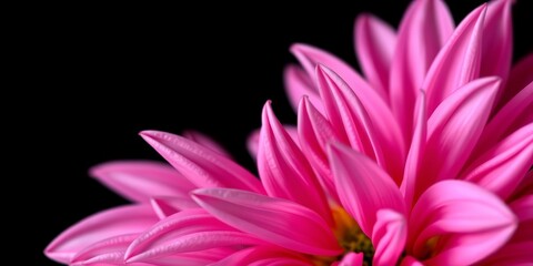 Close-up of a vibrant pink dahlia, petals delicately unfurled against a stark black backdrop, closeup,  high resolution