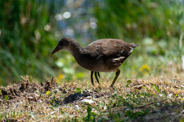 coot