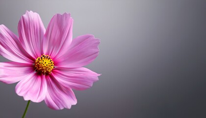 pink cosmos flower isolated on gray blur background