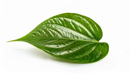 Obraz premium falling wild betel leaves isolated on white background tropical exotic foliage
