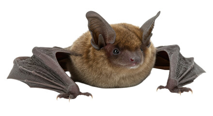 Isolated Brown Bat
