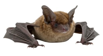Isolated Brown Bat