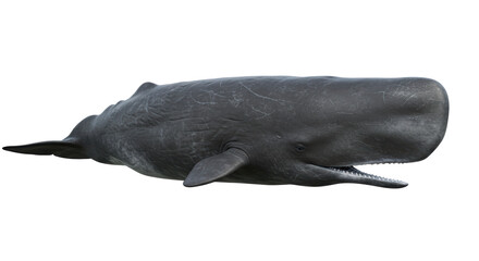 Isolated Sperm Whale