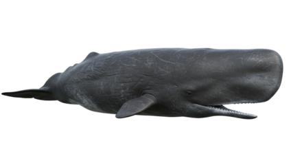 Isolated Sperm Whale