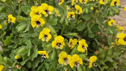 Obraz premium Hyoscyamus aureus (golden henbane) is a species of plant in the family Solanaceae