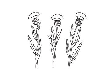 Line art three branches cornflower isolated on white background. Hand drawn botanical outline plants with stems, leaves, flowers vector illustration. Graphic design doodle elements for Birthday Card