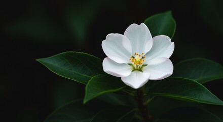Obraz premium 闇に浮かぶ白花 繊細な美しさ 静謐な光