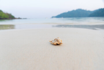 Beautiful striped shell on the sand for a photo background