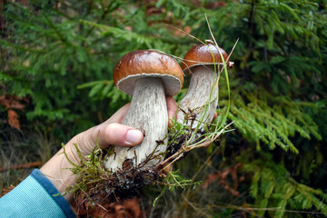 Perfect porcini mushrooms  in hand in the spruce forest. Mushroom picking.