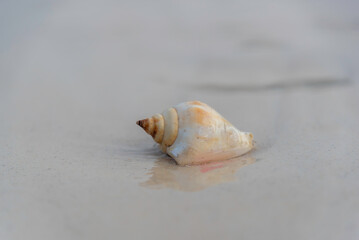 Beautiful striped shell on the sand for a photo background