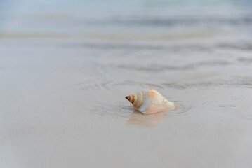 Beautiful striped shell on the sand for a photo background