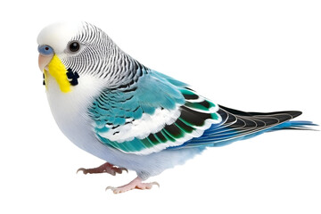 Fototapeta premium Isolated Photo Of A Cute Blue And White Parakeet With Colorful Feathers