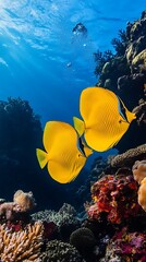 Naklejka premium Bright yellow butterflyfish pair gliding through the clear blue ocean