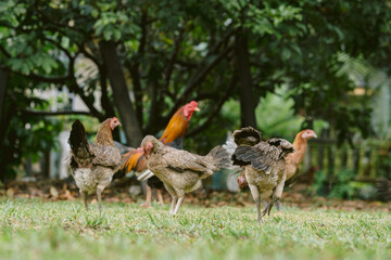 a rooster sitting with his chickens in the garden and nibbling on the green grass. a group of domestic birds at the farm near the village