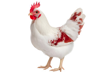 Fototapeta premium Isolated Poultry Photo Of A White Chicken With Red Markings On Transparent Background