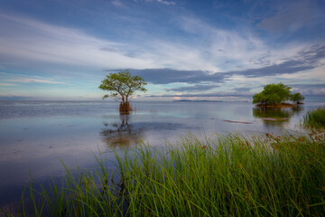 Thebeauty of Thale Noi at Ban Pak Pra (Pak Pra village), an important lake in Phatthalung, including boat trips to take tourists to see the scenery like a alone  mangrove apple tree and buffalo