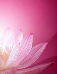 Fototapeta premium Background with beautiful lotus flowers in full bloom
