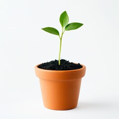 Young sprout in terracotta pot