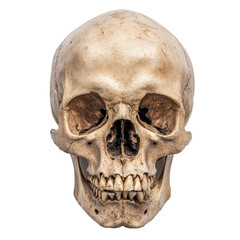 Obraz premium Human skull isolated on white background showcasing intricate details of bone structure, Human skull isolated on white background