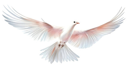 Obraz premium Isolated White Dove Illustration With Wings Spread on Transparent Background