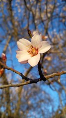Cerezo en flor