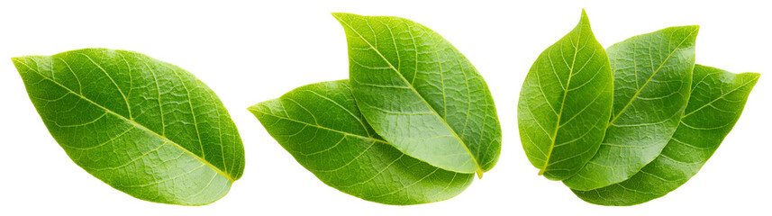 Obraz premium Walnut leaf isolated png. Green walnut leaf on white or transparent background. Flat lay leaves no background. Top view nut leaves. Full depth of field.